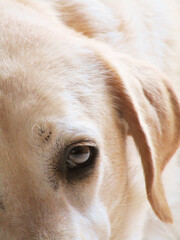 Perfil de un labrador 