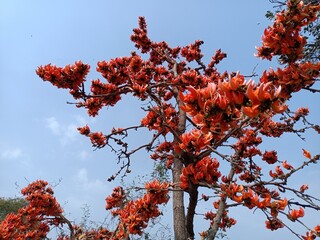 Palash flowers plant