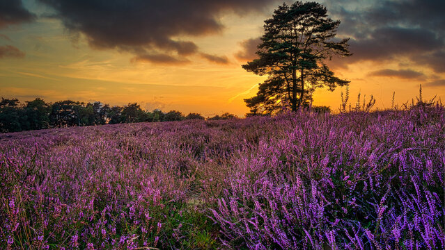 Heidelandschaft,heidegraut,lila,Langzeitbelichtung,wellen,nebel,himmel,felsen,lavendel, feld, Blume, Natur, Himmel, Sommer, Fr&uuml;hling, Land, Baum, 