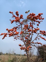 Butea monosperma plant or palash flowers plant,