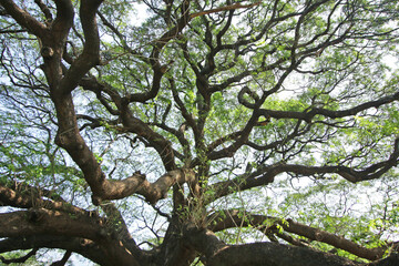 Under the shade of tall trees in tropical Thailand.