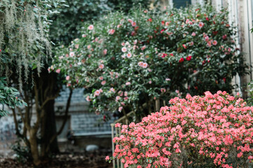Fototapeta na wymiar Spring bushes blooming with pink flowers