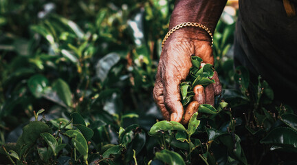 Tea picker woman's hands