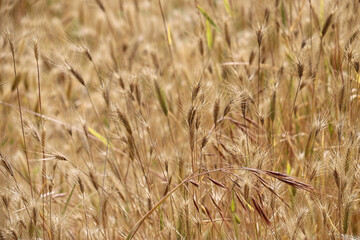 Background image of a golden field of wheat or alfalfa