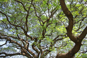 Under the shade of tall trees in tropical Thailand.