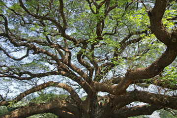 Under the shade of tall trees in tropical Thailand.