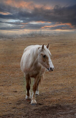 caballo blanco salvaje en la naturaleza con cielo de nubes