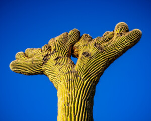 Organ Pipe Cactus National Monument, Arizona, America, USA.
