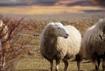 oveja de raza churra castellana en el campo