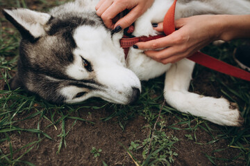 A beautiful husky dog. Huskies on a walk. Save the dogs from the war