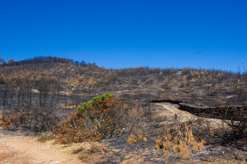Forest fire natural disaster in Turkey. Burnt trees dying after massive wildfire.