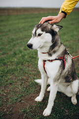 Obraz premium A beautiful husky dog. Huskies on a walk. Save the dogs from the war