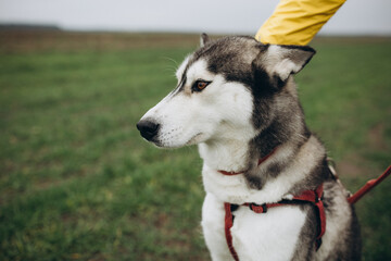 A beautiful husky dog. Huskies on a walk. Save the dogs from the war