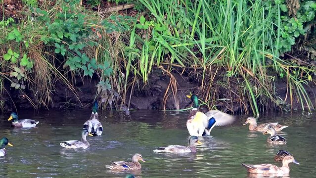 ducks in water at shore, mallards
