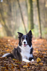 Border collie is lying on the road in forest. Autumn photoshooting in park.