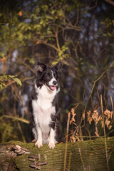 border collie is sitting in the forest. It is autumn portret.