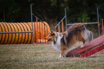 Dog in agility balance beam. Amazing day on Czech agility competition. They are middle expert it...