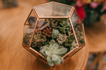succulent pot, several species of succulents in a diamond-shaped glass and copper pot simply...