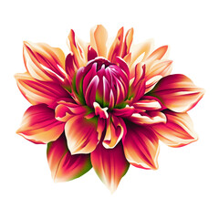 Obraz premium pink and white dahlia