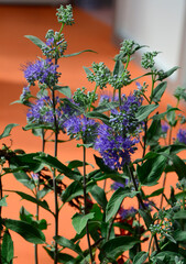 fioletowe kwiaty Barbula klandońska (Caryopteris ×clandonensis) © kateej