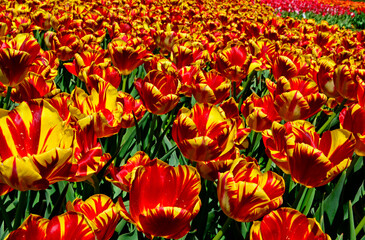 Fototapeta premium kwitnące tulipany, czerwono-żółte tulipany, tulipa, odmiana holland Queen