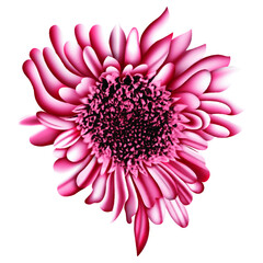Fototapeta premium pink dahlia isolated on white