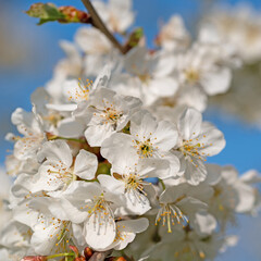 Blühender Kirschbaum, Prunus avium, im Frühling