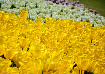 kwitnące wiosną zółte tulipany, tulipa, odmiana yokohama