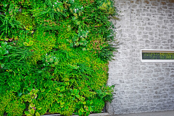 Zielona ściana z roślinami, wertykalny ogród , Green wall with different  plants, vertical garden  - obrazy, fototapety, plakaty