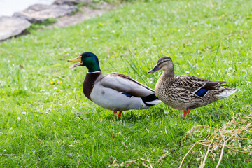 Naklejka na ściany i meble Mating pair of Mallard ducks on grass