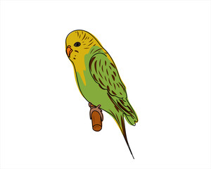 Parrot. Budgerigar isolated on white background. Hand drawn, doodle, flat vector illustration
