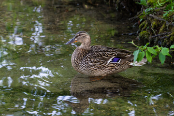 Female mallard duck standing in shallow water