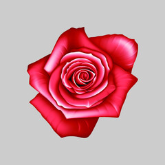red rose on white background ,New digital Textile flowers and leaves design abstract illustration