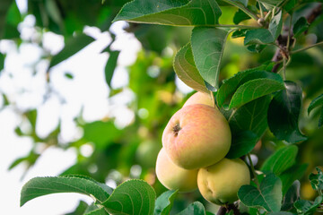 Apples on a branch with green leaves.