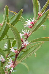 Macro shot of Himalayan sweet box (sarcocca hookeriana) flowers in bloom