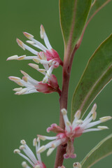 Macro shot of Himalayan sweet box (sarcocca hookeriana) flowers in bloom