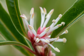 Macro shot of Himalayan sweet box (sarcocca hookeriana) flowers in bloom