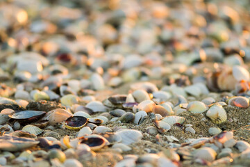 Flotsam broken seashells washed up on a beach