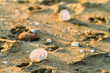 Sea shells on sandy beach