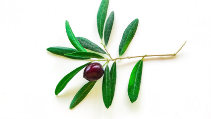 olive branch with olives isolated on white, symbol of peace olive branch. Peace concept idea.