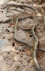 The roots of the old tree are on the surface of the ground in the forest. A vertical image.