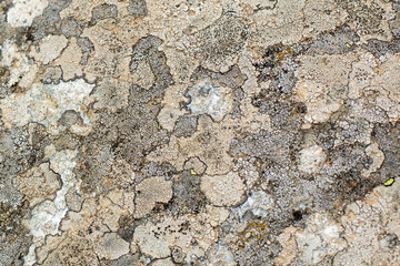 The background of grey stone surface is close-up.