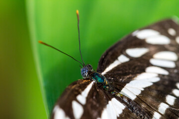 Obraz na płótnie Canvas Butterfly on green leaf