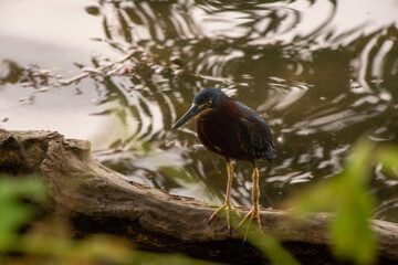 blue heron