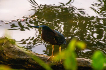 bird on a trunk