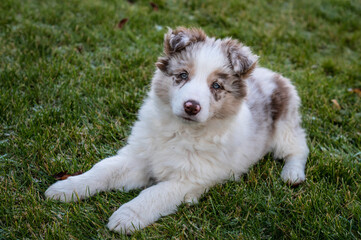 Young border collie red merle