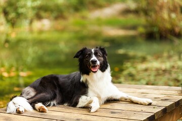 A charming portrait of a black and white Border Collie dog resting on a pier by the water of a lake.