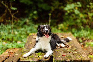 Portrait of a young black and white border collie dog resting on a wooden table in the woods.