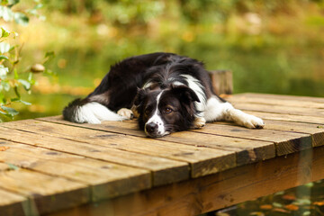 A beautiful black and white border collie is resting on a wooden pier by the water and watching its surroundings for nature. - obrazy, fototapety, plakaty