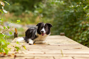 A curious young border collie, lying on a wooden pier over the water, watches the dragonfly Odonata fly.